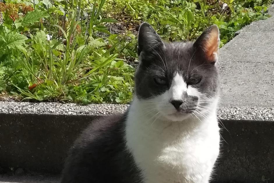 Vermisstmeldung Katze  Männliche , 9 jahre Liège Belgien