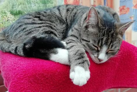 Vermisstmeldung Katze  Weiblich , 5 jahre Niergnies Frankreich