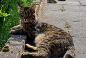Vermisstmeldung Katze rassenmischung Männliche , 5 jahre La Chaux-de-Fonds Schweiz