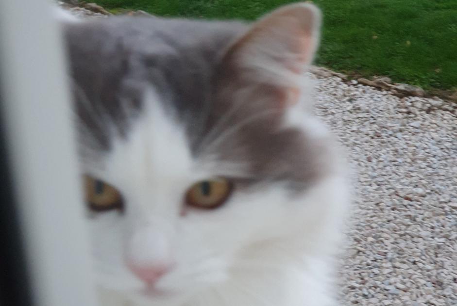 Vermisstmeldung Katze Männliche , 5 jahre Dracy-Saint-Loup Frankreich