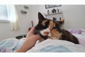 Vermisstmeldung Katze Weiblich , 9 jahre Conthey Schweiz