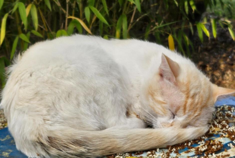 Vermisstmeldung Katze Männliche , 3 jahre Saint-Pierre-sur-Dropt Frankreich