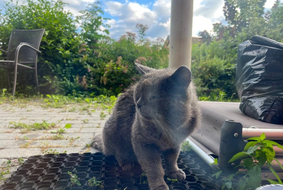 Fundmeldung Katze Unbekannt Eysins Schweiz