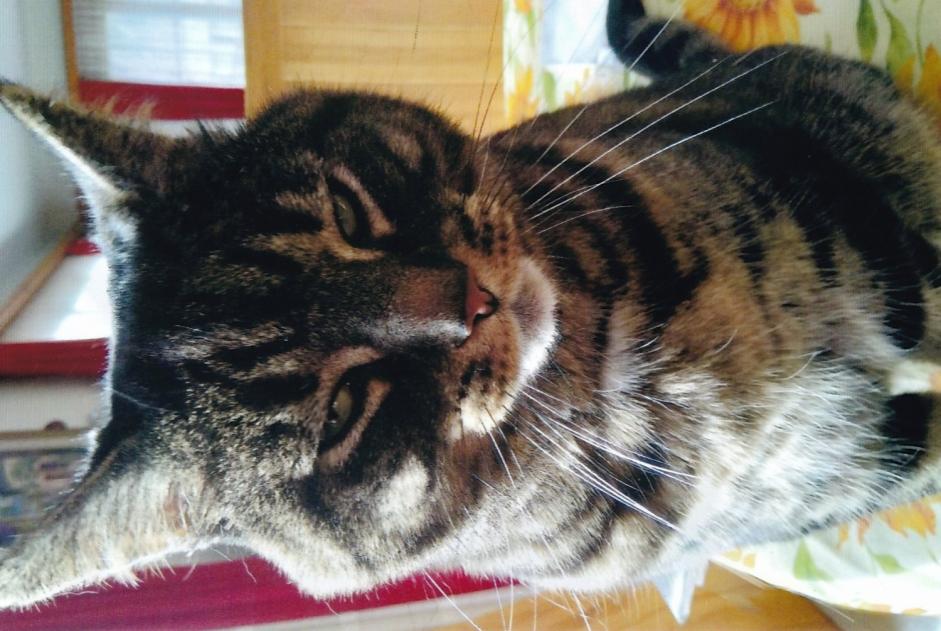 Vermisstmeldung Katze  Männliche , 5 jahre La Grande Béroche Schweiz