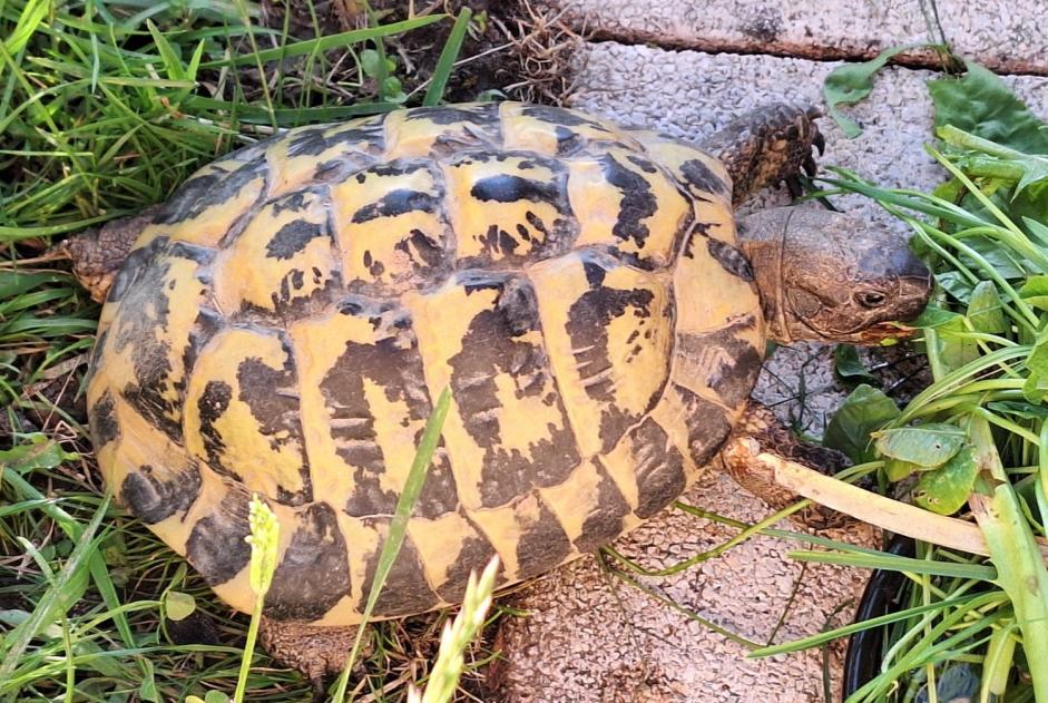 Vermisstmeldung Schildkröte Männliche , 2024 jahre Jorat-Menthue Schweiz