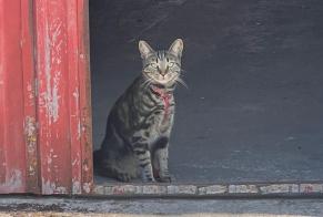 Vermisstmeldung Katze rassenmischung Männliche , 1 jahre Madrid Spanien