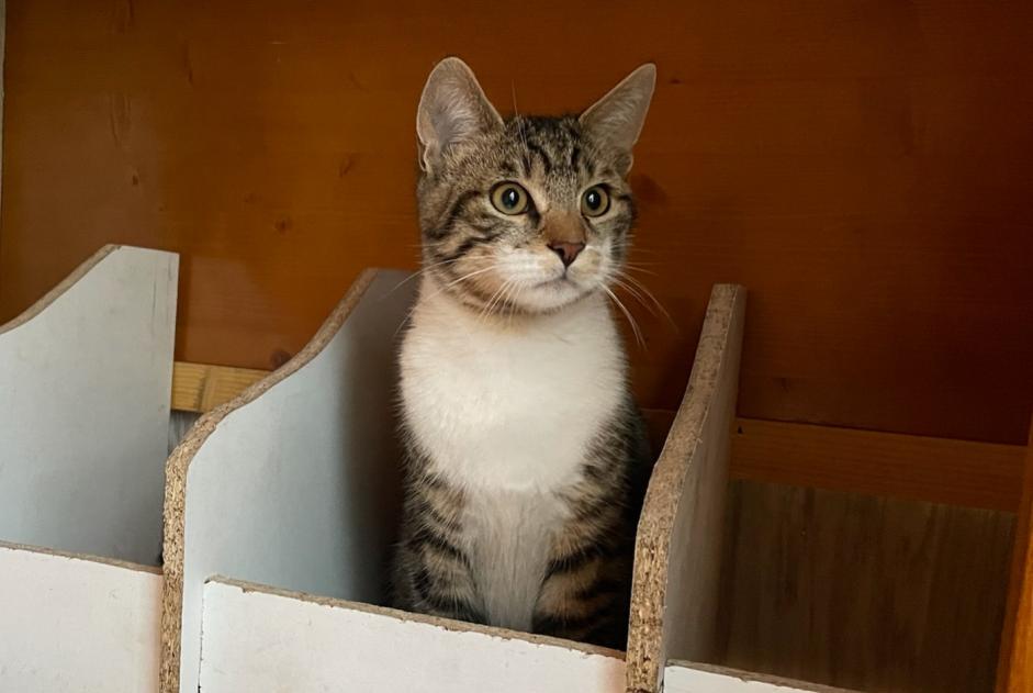 Vermisstmeldung Katze rassenmischung Männliche , 1 jahre Saint-Sylvestre Frankreich