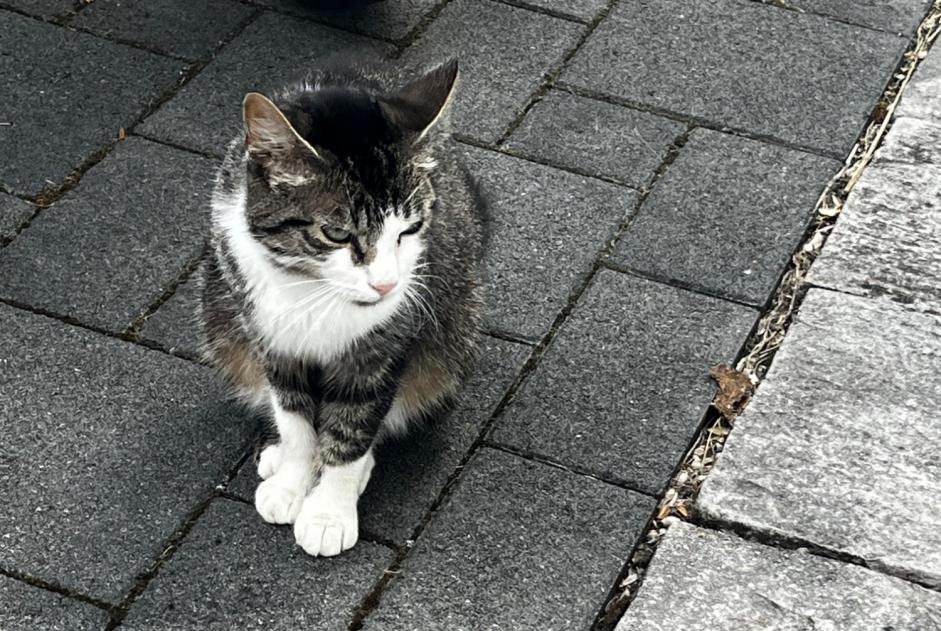 Fundmeldung Katze Weiblich Vully-les-Lacs Schweiz