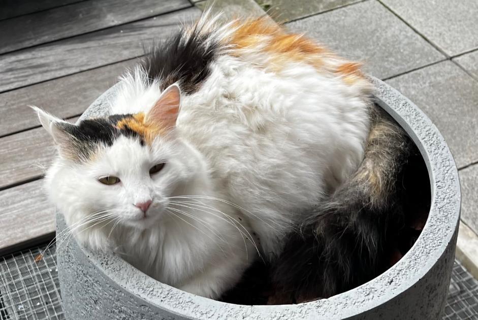 Vermisstmeldung Katze Weiblich , 6 jahre Nyon Schweiz