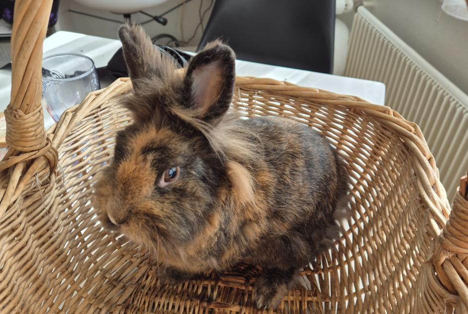 Fundmeldung Hase Unbekannt Val-de-Ruz Schweiz