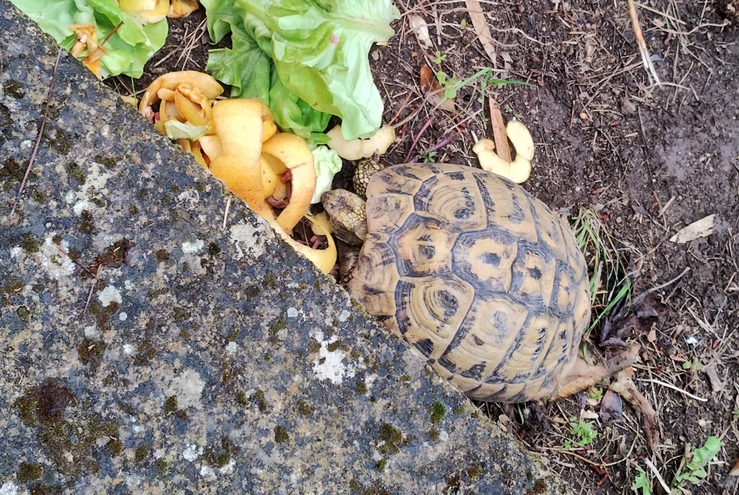 Vermisstmeldung Schildkröte Weiblich , 2024 jahre Parignargues Frankreich