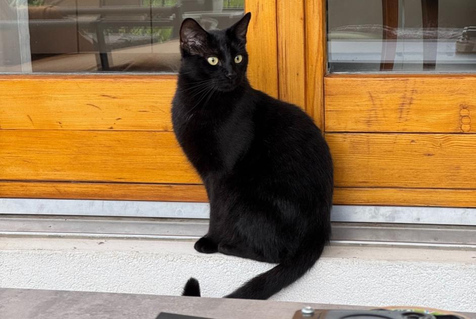 Vermisstmeldung Katze Männliche , 3 jahre Meyrin Schweiz