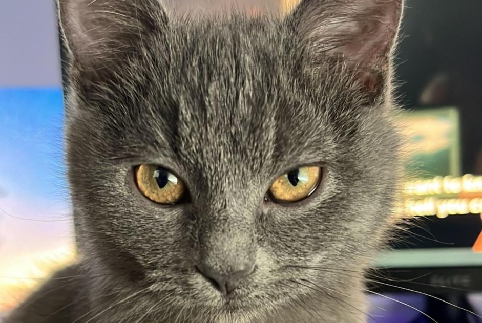 Vermisstmeldung Katze rassenmischung Weiblich , 1 jahre Edingen Belgien