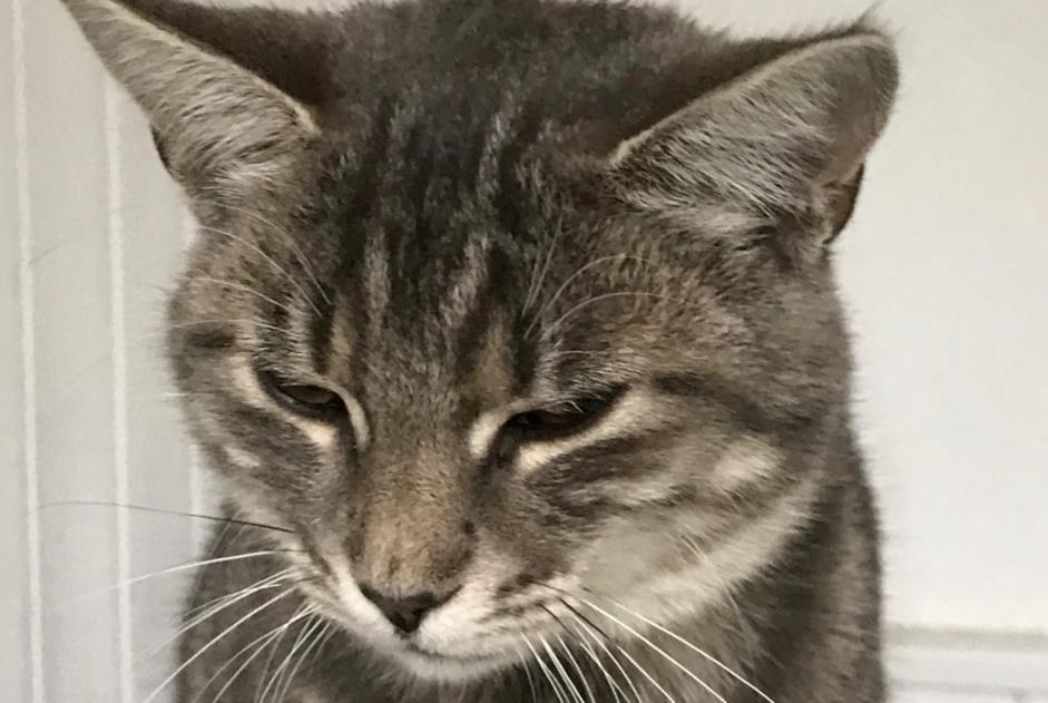 Fundmeldung Katze Unbekannt Damphreux-Lugnez Schweiz