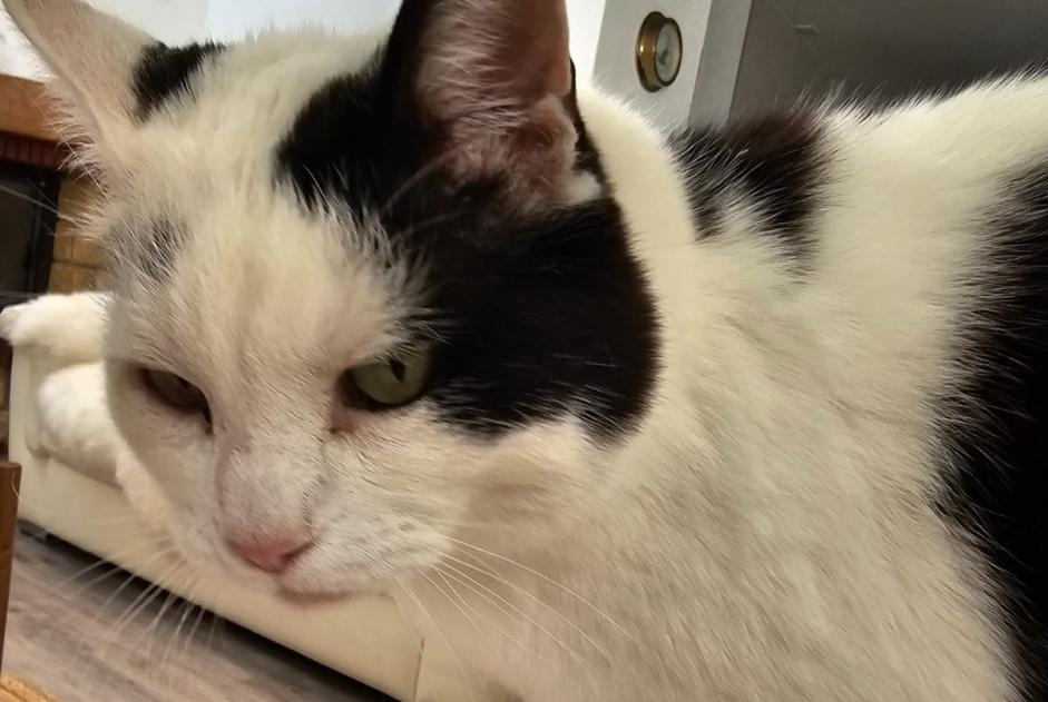 Vermisstmeldung Katze Männliche , 11 jahre Daillens Schweiz