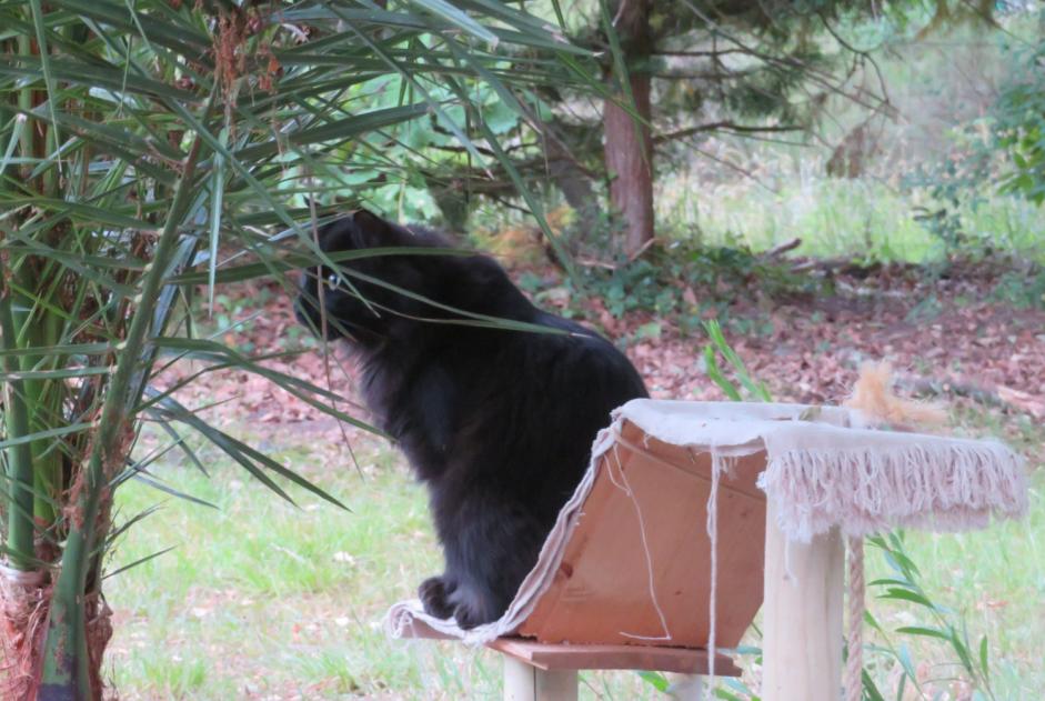 Vermisstmeldung Katze Männliche , 3 jahre Ygos-Saint-Saturnin Frankreich