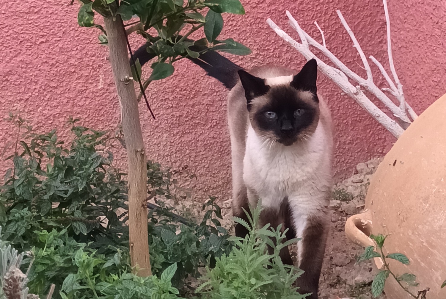 Vermisstmeldung Katze  Männliche , 10 jahre El Cortijo Grande Spanien