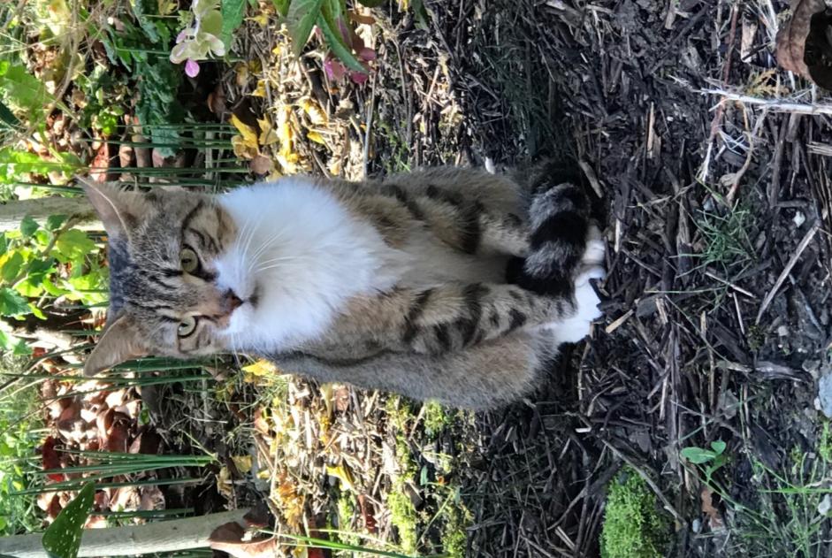 Fundmeldung Katze Männliche Tournon Frankreich