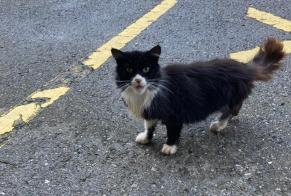 Fundmeldung Katze Unbekannt Val-de-Charmey Schweiz