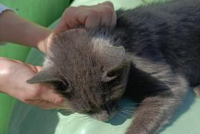 Fundmeldung Katze Weiblich Lignières Schweiz