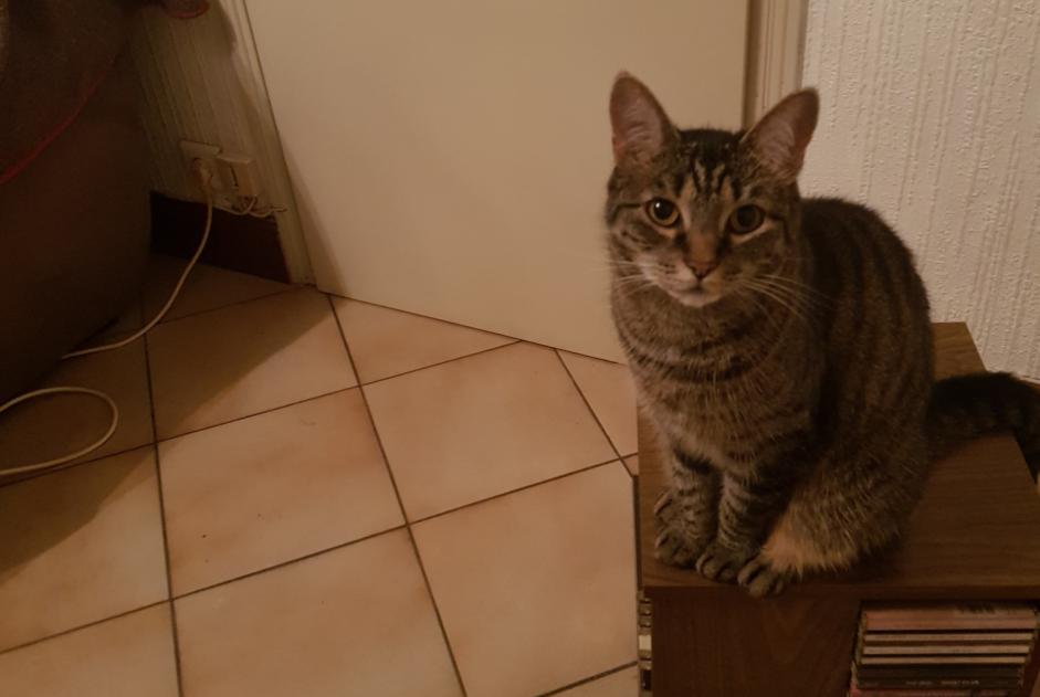 Vermisstmeldung Katze  Weiblich , 6 jahre Saint-Ay Frankreich