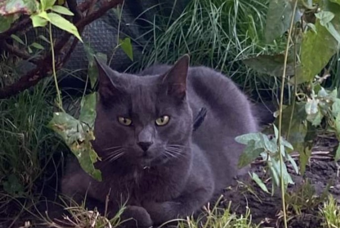 Vermisstmeldung Katze rassenmischung Männliche , 4 jahre Châtelet Belgien