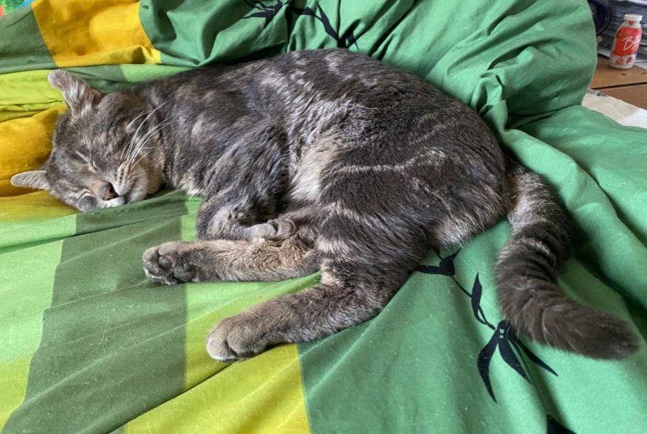 Vermisstmeldung Katze  Männliche , 5 jahre Lausanne Schweiz