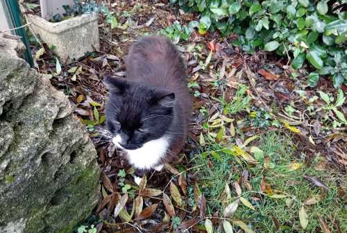 Fundmeldung Katze Unbekannt Plassay Frankreich