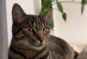 Vermisstmeldung Katze Männliche , 1 jahre Henniez Schweiz