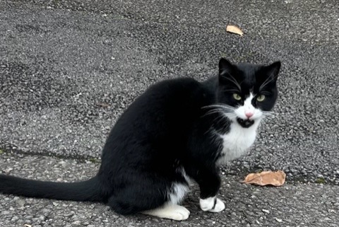 Fundmeldung Katze Unbekannt Roche Schweiz