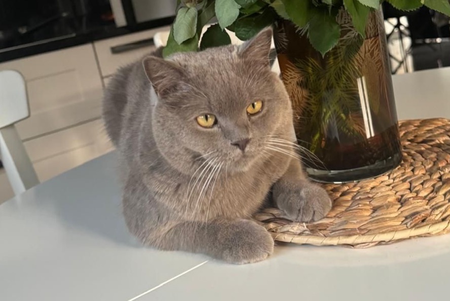 Vermisstmeldung Katze  Männliche , 1 jahre Sion Schweiz