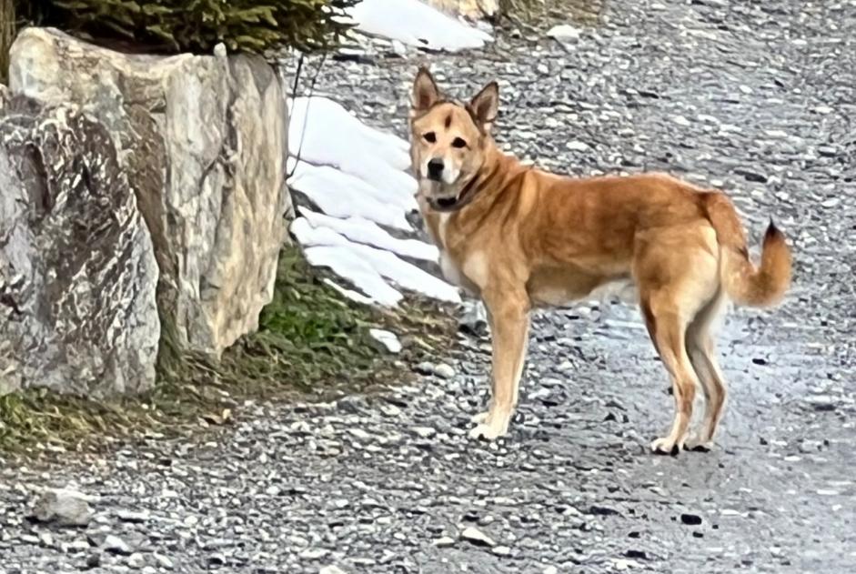 Fundmeldung Hund Unbekannt Ayent Schweiz