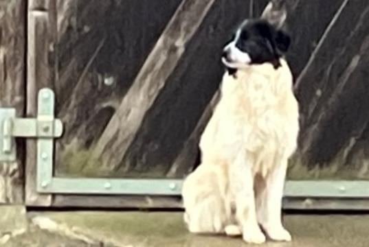 Fundmeldung Hund  Unbekannt Le Bémont Schweiz