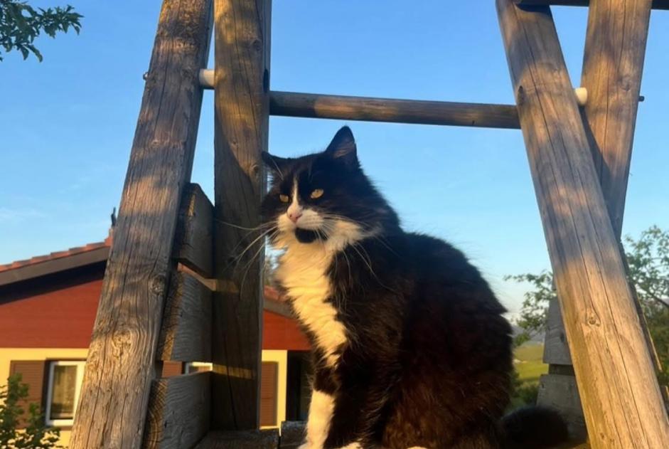 Vermisstmeldung Katze Männliche , 6 jahre Gibloux Schweiz