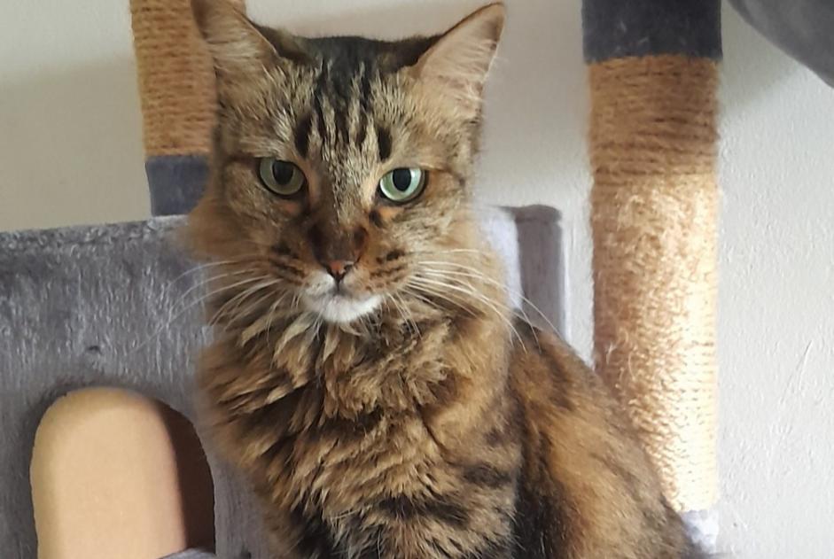 Vermisstmeldung Katze Weiblich , 6 jahre Saint-Denis Frankreich