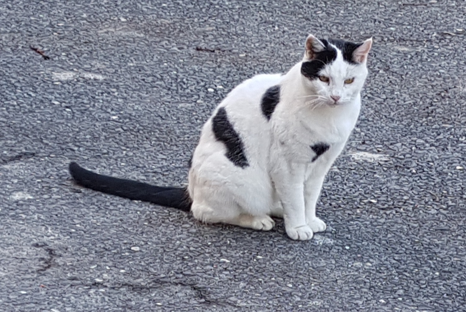 Fundmeldung Katze Unbekannt , 2024 jahre Saxon Schweiz