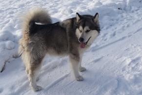 Fundmeldung Hund  Weiblich Saint-Cergue Schweiz