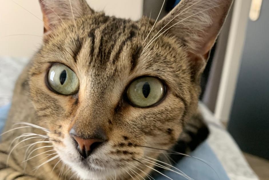 Vermisstmeldung Katze rassenmischung Weiblich , 4 jahre Monthieux Frankreich