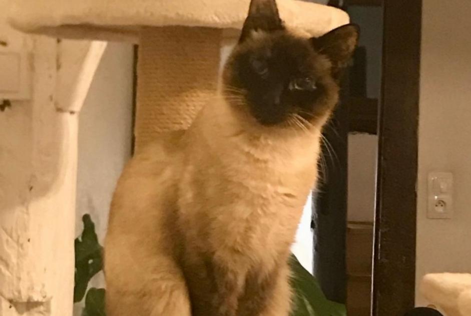 Vermisstmeldung Katze  Weiblich , 2 jahre Rouen Frankreich