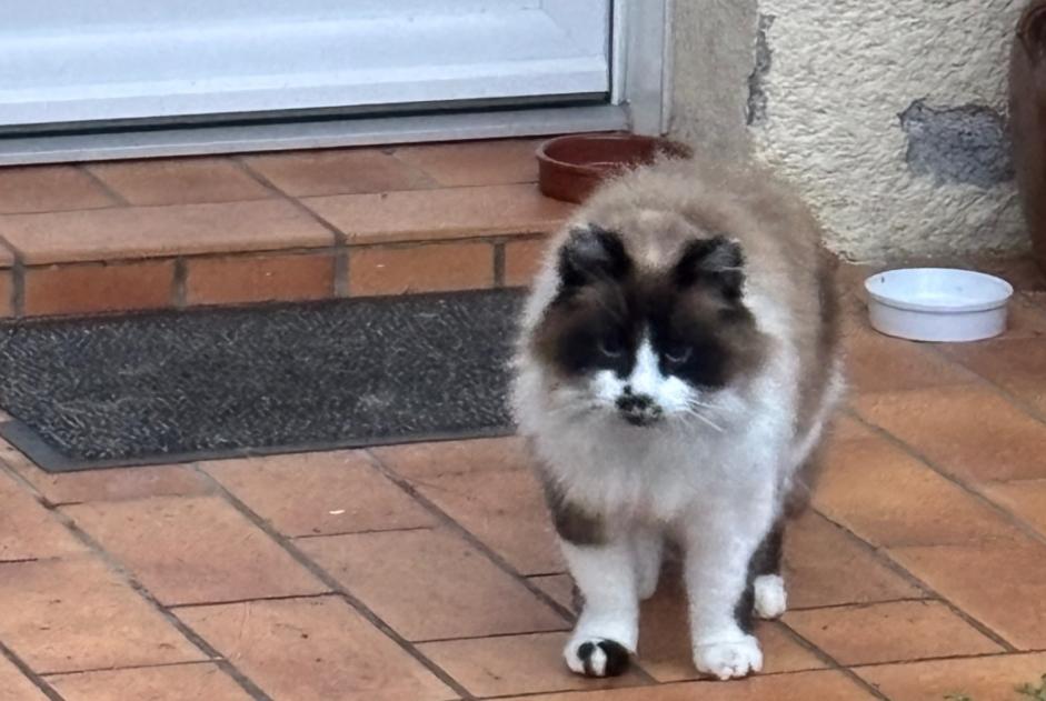 Fundmeldung Katze Unbekannt Argelès-Gazost Frankreich