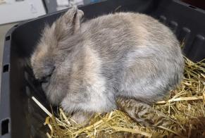 Fundmeldung Hase Unbekannt Saint-Julien-des-Landes Frankreich