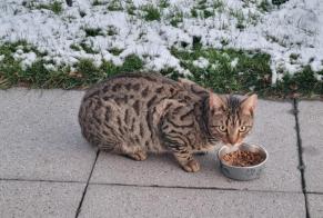 Fundmeldung Katze  Männliche Vuisternens-devant-Romont Schweiz