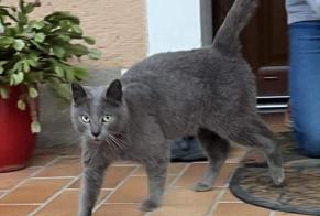 Fundmeldung Katze Unbekannt Clermont-Créans Frankreich