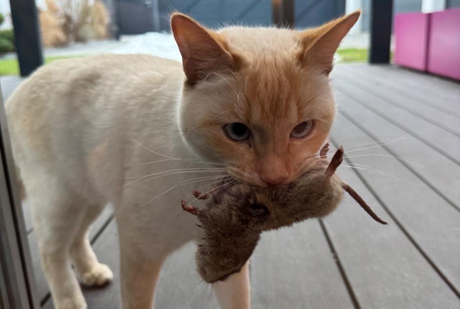 Vermisstmeldung Katze rassenmischung Männliche , 3 jahre Isérables Schweiz