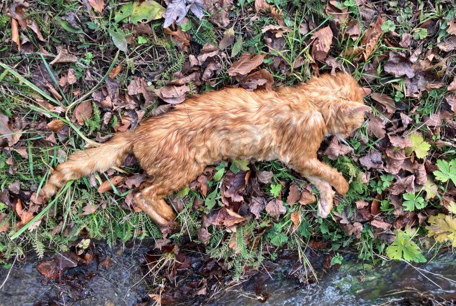 Fundmeldung Katze Unbekannt Tannay Schweiz