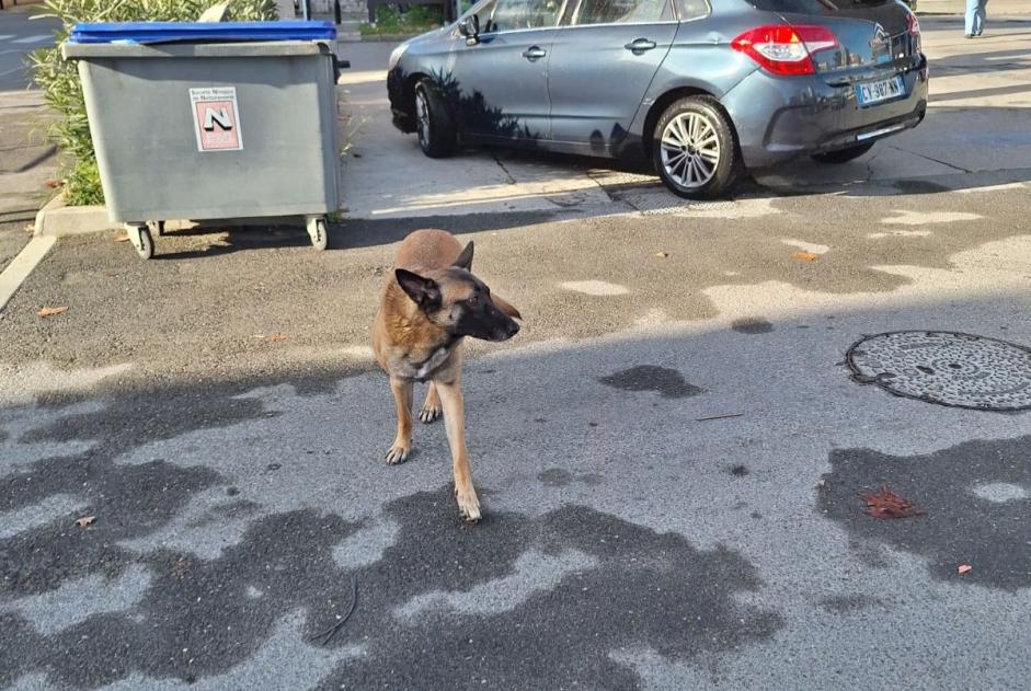 Fundmeldung Hund  Männliche Nîmes Frankreich