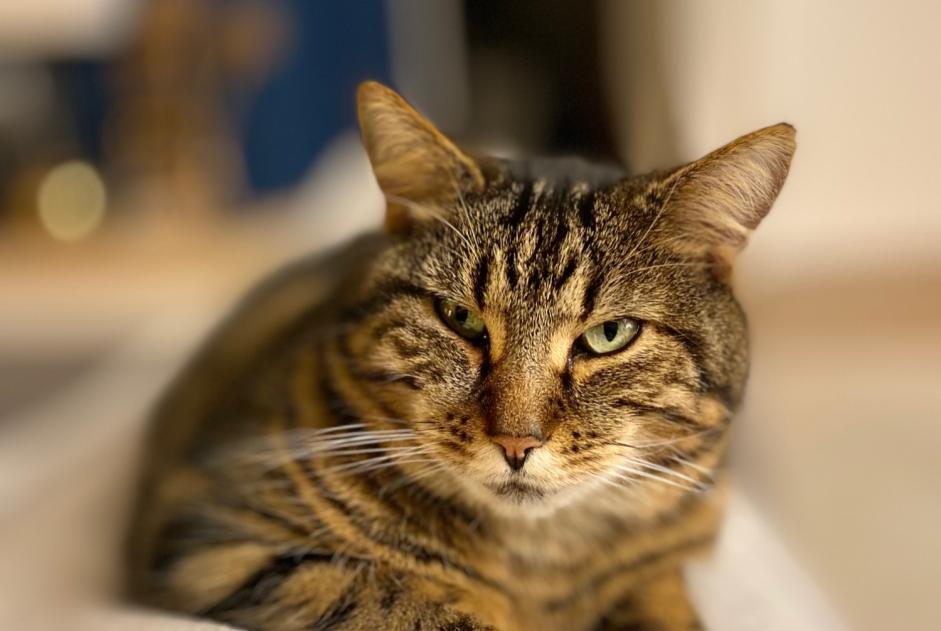 Vermisstmeldung Katze Weiblich , 7 jahre Cheseaux-Noréaz Schweiz