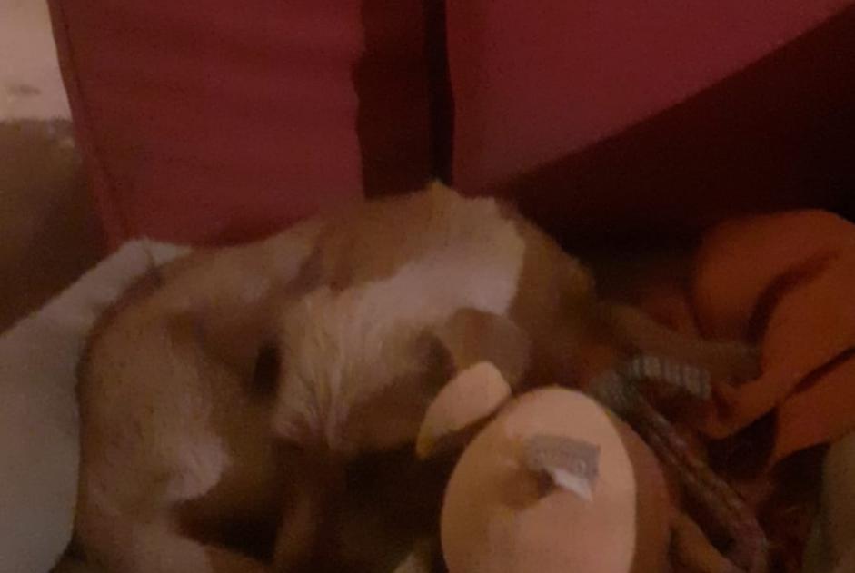 Vermisstmeldung Hund  Weiblich , 1 jahre Seyssel Frankreich