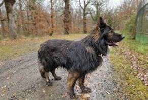 Vermisstmeldung Hund  Männliche , 6 jahre Poncins Frankreich