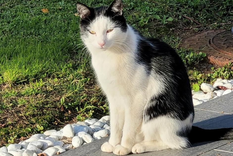 Vermisstmeldung Katze  Männliche , 5 jahre Saint-Philbert-de-Bouaine Frankreich